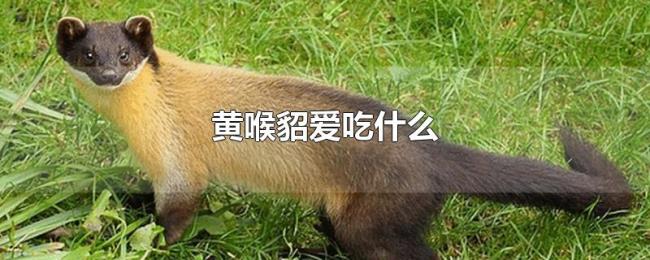 黄喉貂爱吃什么