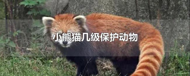 小熊猫几级保护动物