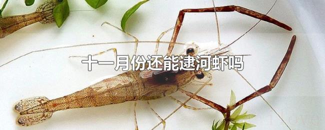十一月份还能逮河虾吗 十一月份还能逮河虾吗