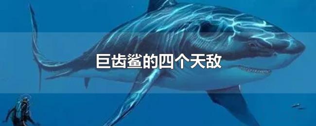 巨齿鲨的四个天敌