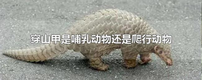 穿山甲是哺乳动物还是爬行动物