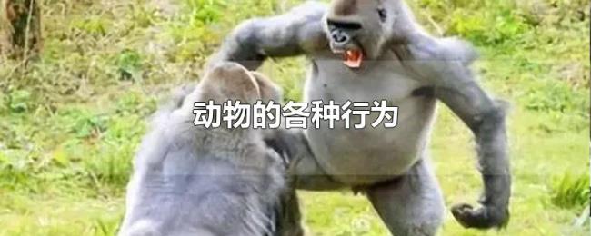 动物的各种行为 动物的各种行为