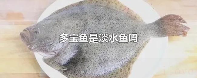 多宝鱼是淡水鱼吗
