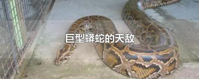 巨型蟒蛇的天敌