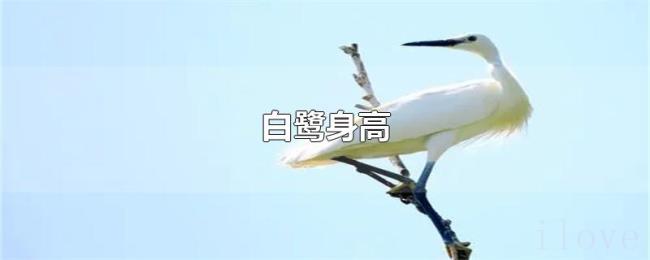 白鹭身高