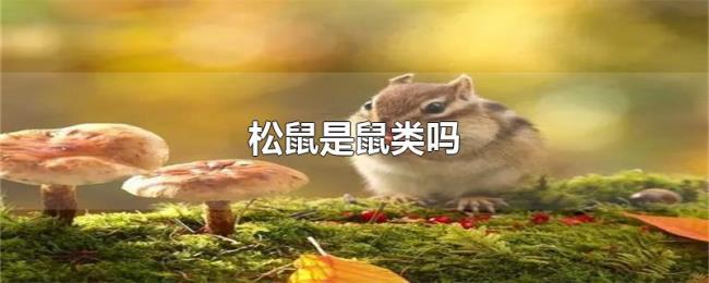 松鼠是鼠类吗