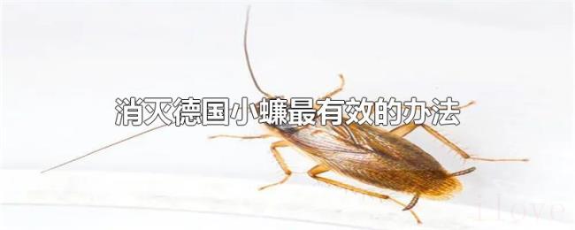消灭德国小蠊最有效的办法