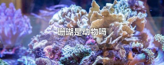 珊瑚是动物吗