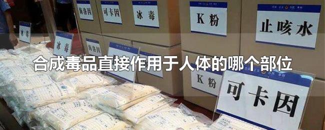合成毒品直接作用于人体的哪个部位