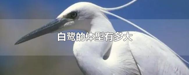 白鹭的体型有多大