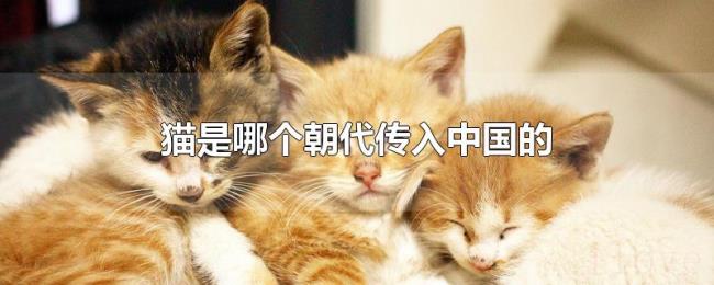 猫是哪个朝代传入中国的 猫是哪个朝代传入中国的