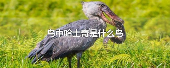 鸟中哈士奇是什么鸟