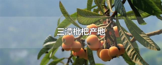 三潭枇杷产地