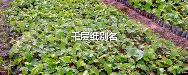 千层纸别名 千层纸别名