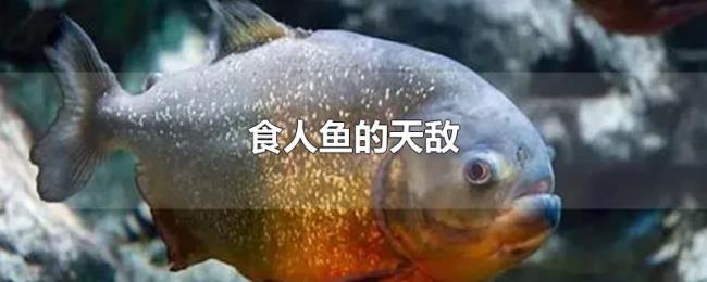 食人鱼的天敌 食人鱼的天敌