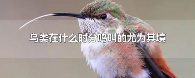 鸟类在什么时分鸣叫的尤为其境