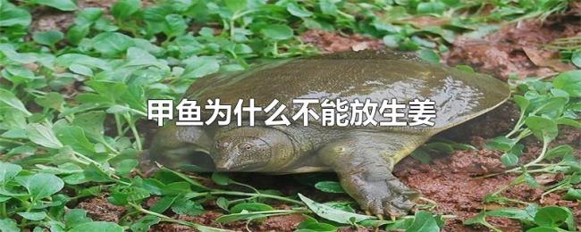 甲鱼为什么不能放生姜 甲鱼为什么不能放生姜