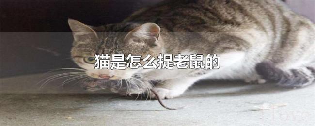 猫是怎么捉老鼠的 猫是怎么捉老鼠的