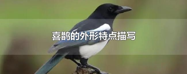 喜鹊的外形特点描写 喜鹊的外形特点描写