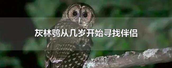 灰林鸮从几岁开始寻找伴侣
