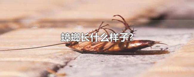 蟑螂长什么样子?