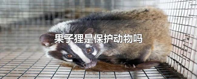 果子狸是保护动物吗