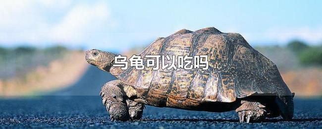 乌龟可以吃吗