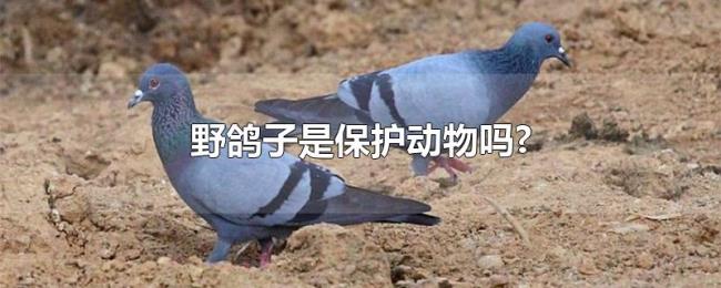 野鸽子是保护动物吗?