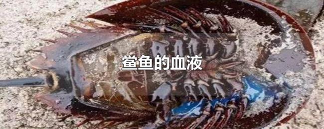 鲎鱼的血液
