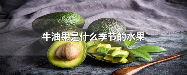 牛油果是什么季节的水果