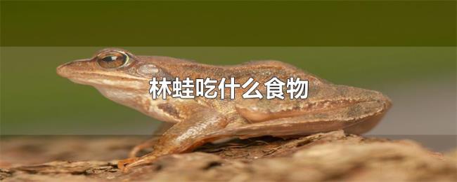 林蛙吃什么食物 林蛙吃什么食物
