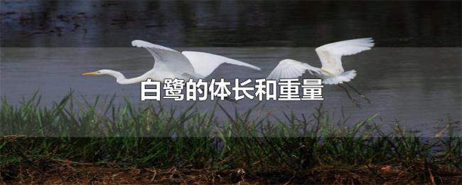 白鹭的体长和重量 白鹭的体长和重量