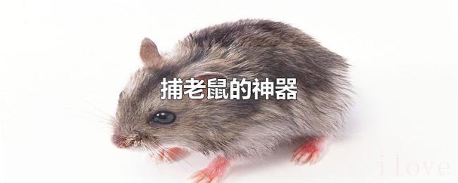 捕老鼠的神器