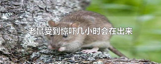 老鼠受到惊吓几小时会在出来 老鼠受到惊吓几小时会在出来