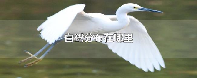 白鹭分布在哪里