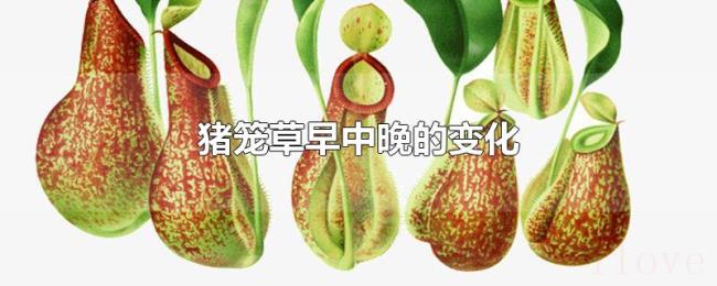 猪笼草早中晚的变化 猪笼草早中晚的变化