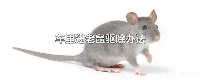 车里进老鼠驱除办法