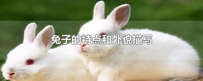 兔子的特点和外貌描写