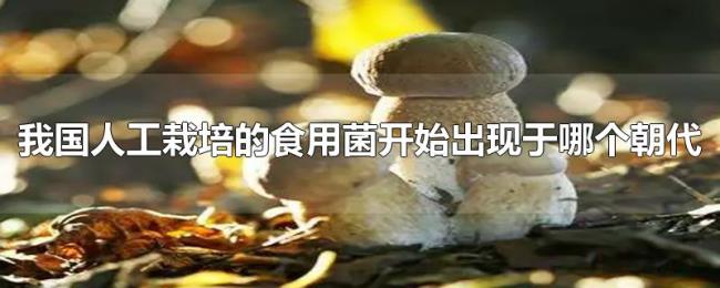 我国人工栽培的食用菌开始出现于哪个朝代