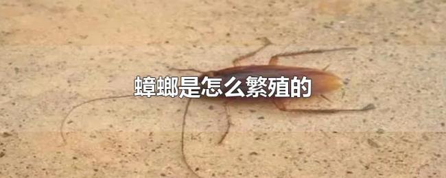 蟑螂是怎么繁殖的
