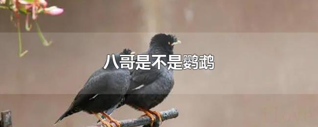 八哥是不是鹦鹉 八哥是不是鹦鹉