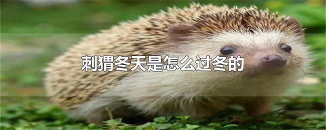 刺猬冬天是怎么过冬的