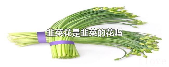 韭菜花是韭菜的花吗