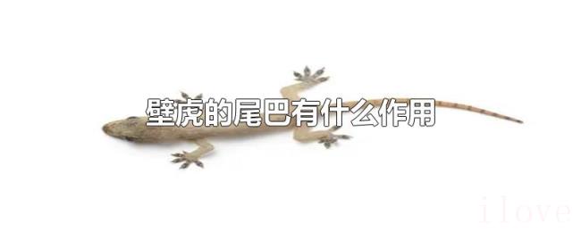 壁虎的尾巴有什么作用