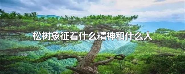 松树象征着什么精神和什么人