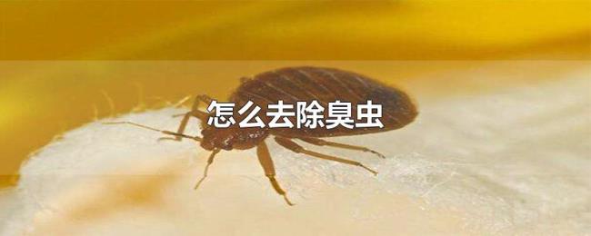 怎么去除臭虫