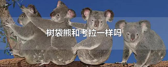 树袋熊和考拉一样吗