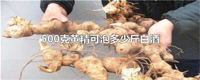 500克黄精可泡多少斤白酒 500克黄精可泡多少斤白酒