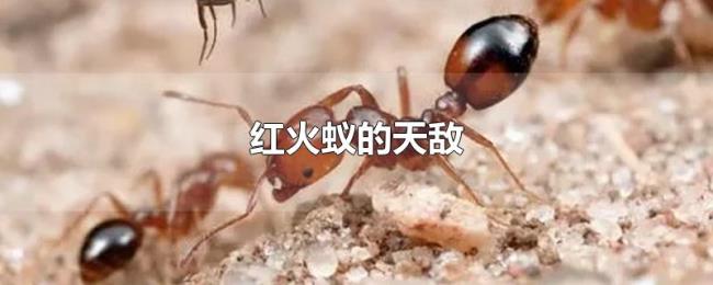 红火蚁的天敌 红火蚁的天敌