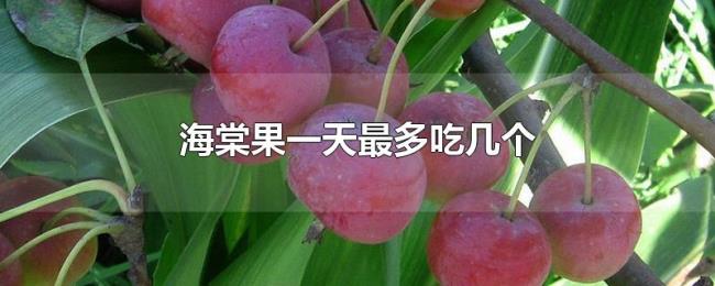 海棠果一天最多吃几个 海棠果一天最多吃几个